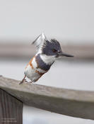 belted kingfisher 3b 1024 ws
