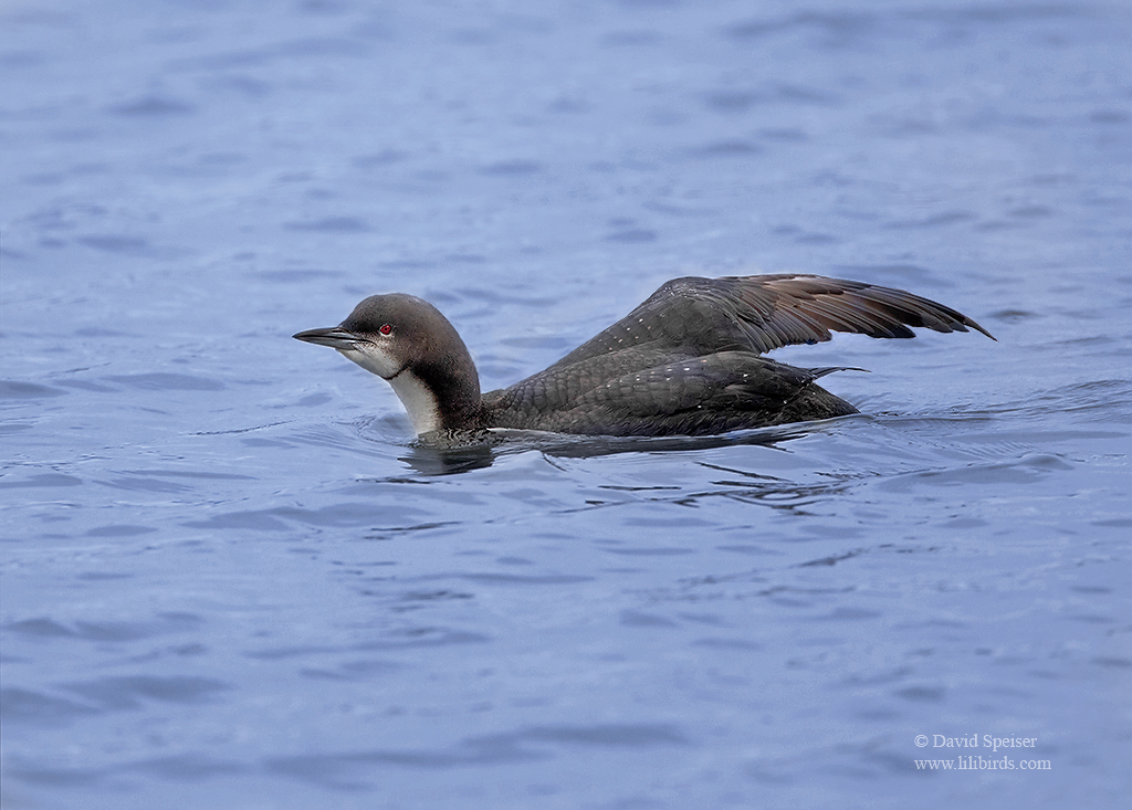 pacific loon 3 1024 ws