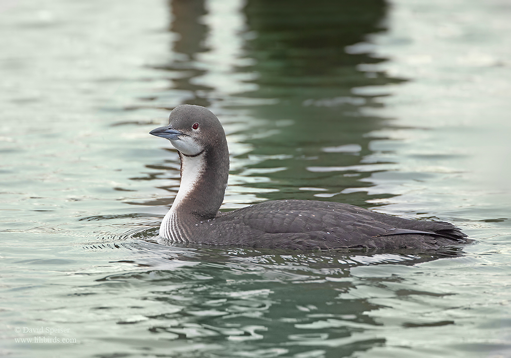 pacific loon 2 1024 ws