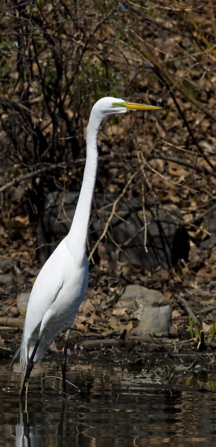 Great Egret