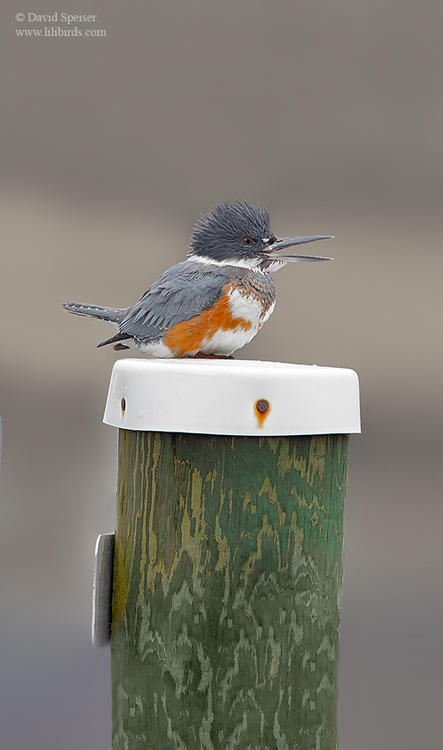 belted kingfisher 4 ws