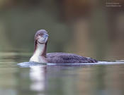 Pacific Loon