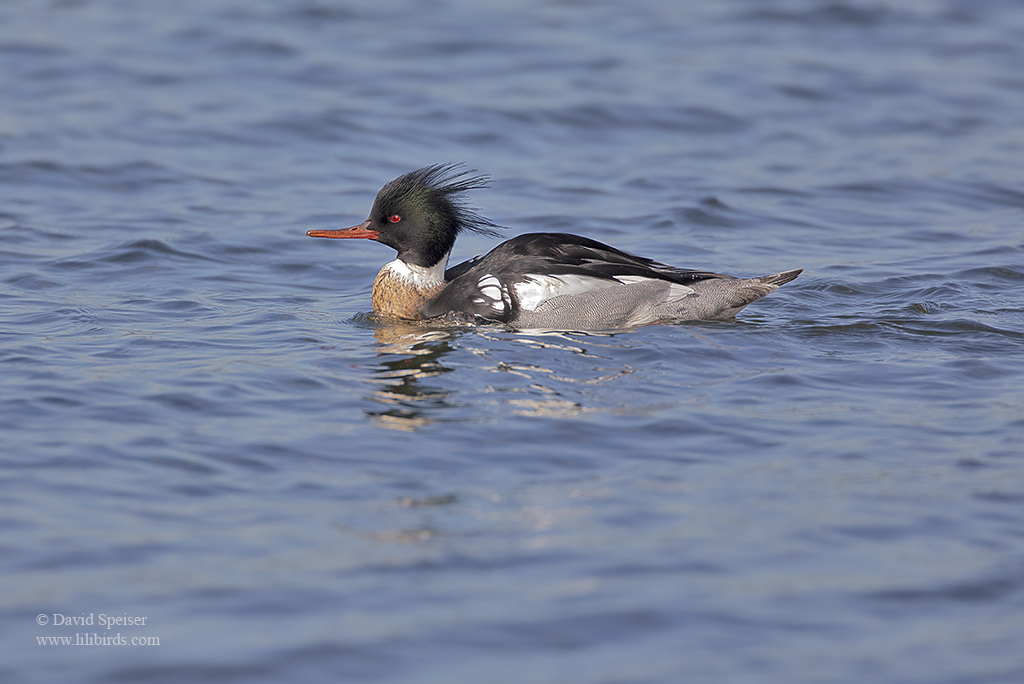 red breasted merganser 1 1024 ws