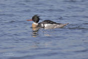 red breasted merganser 1 1024 ws