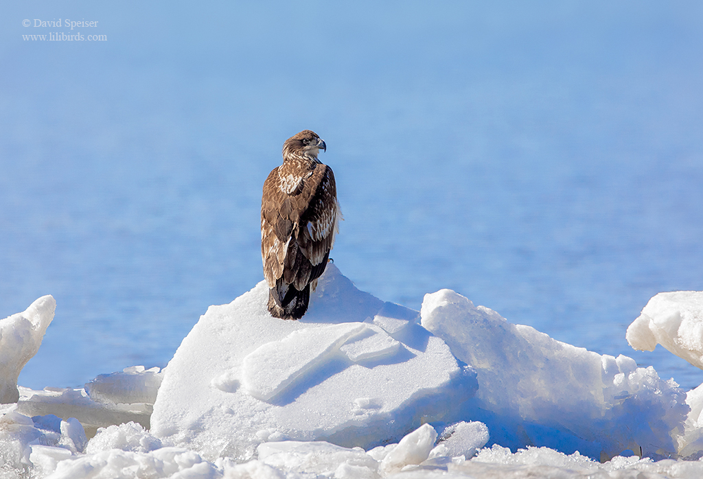 bald eagle 1a 1024 ws