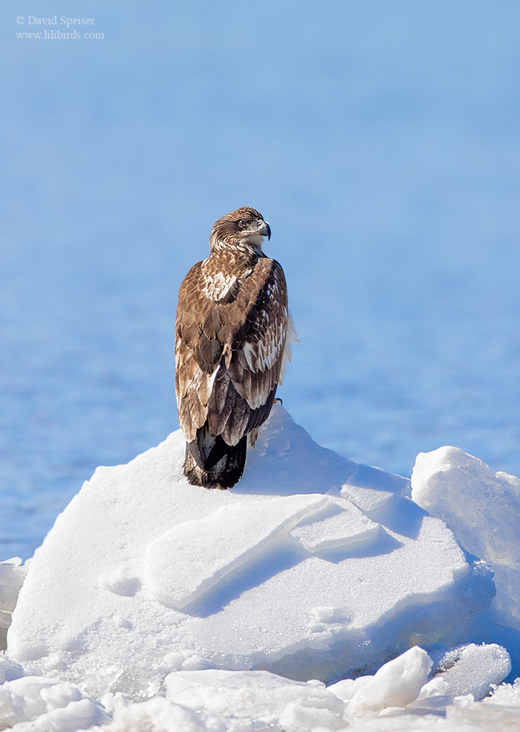 bald eagle 2 1024 ws