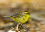 Palm Warbler