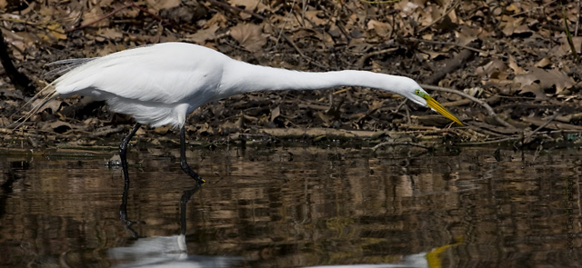 Great Egret