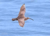 whimbrel 1d 1024 ws