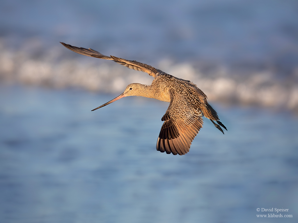 marbled godwit 1 CA ws