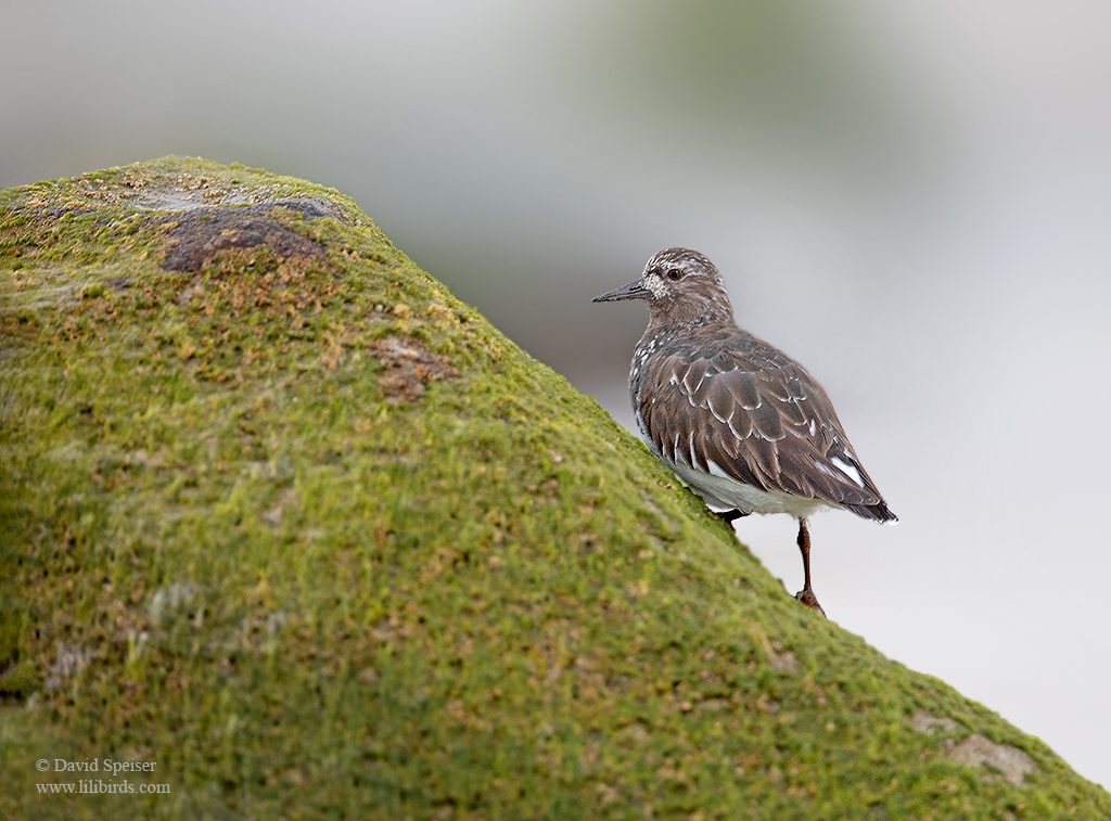 black turnstone 1 1024ws