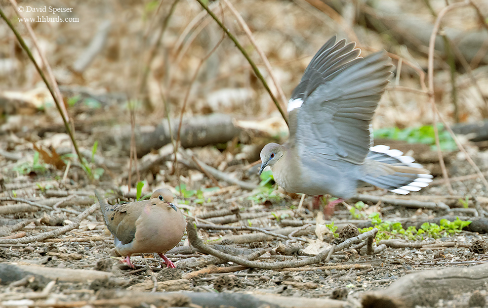 white winged dove cp 1a 1024 ws