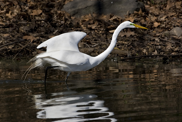 Great Egret