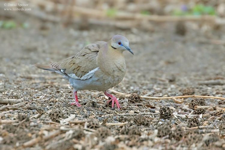 white winged dove cp 2 1024 ws