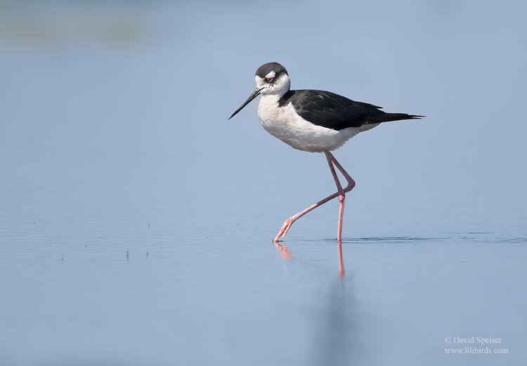 black necked stilt 2 1024 ws