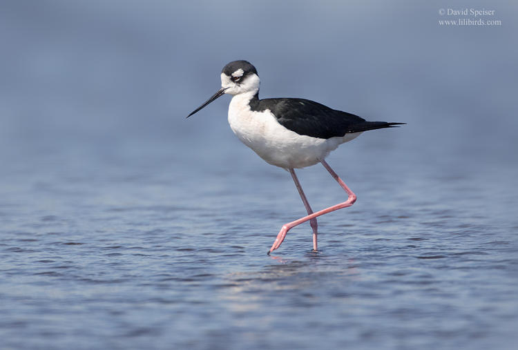 black necked stilt 1 1024 ws