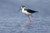 black necked stilt 1 1024 ws