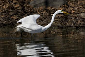 Great Egret