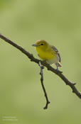 yellow throated vireo 1 cp 1024 ws