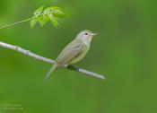 warbling vireo 1 cp 1024 ws