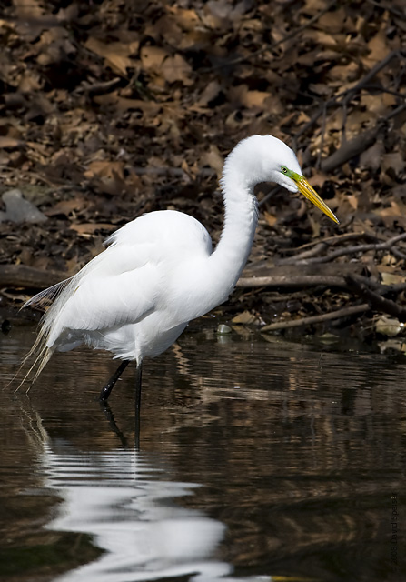 Great Egret