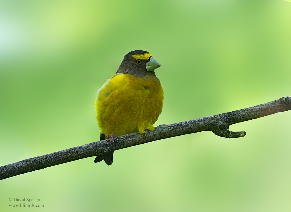 evening grosbeak 1 cp 1024 ws