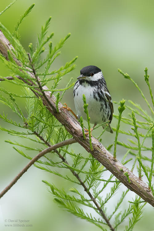 blackpoll warbler 1 cp 1024 ws