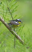 magnolia warbler cp 1 1024 ws