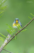 northern parula 1 cp 1024 ws