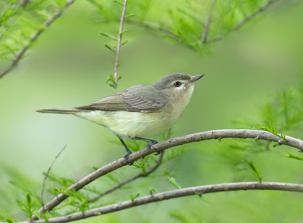 warbling vireo 2a cp 1024