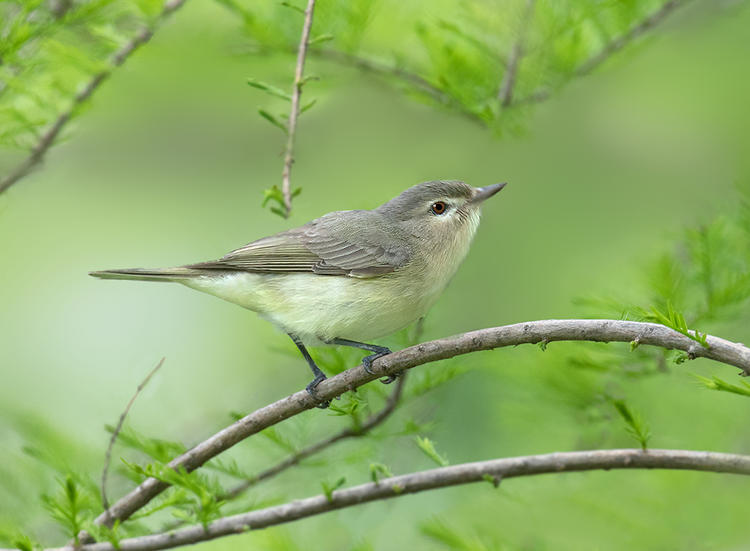 warbling vireo 2a cp 1024