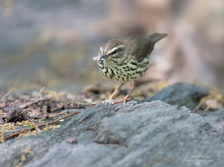 northern waterthrush 1 cp 1024 ws