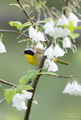 common yellowthroat 1 cp 1024 ws