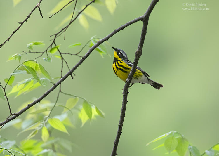 magnolia warbler 2 cp ws