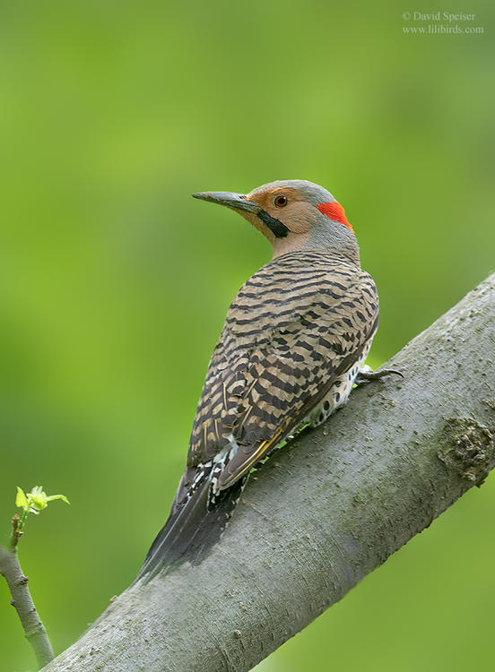 northern flicker 1 cp 1024 ws