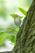 black and white warbler 1 cp 1024 ws