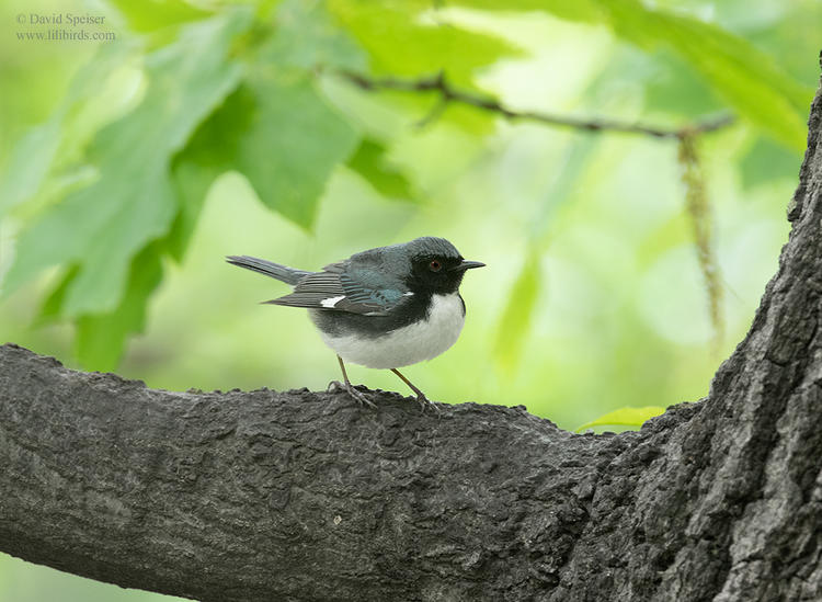 black throated blue warbler 1 cp 1024 ws