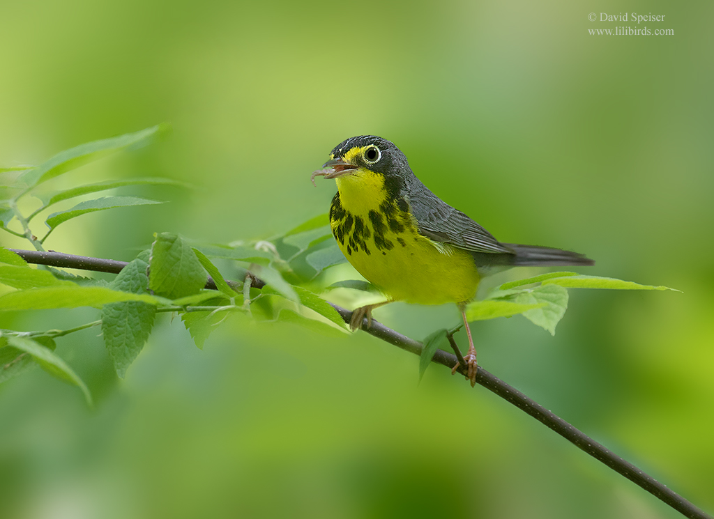 canada warbler 1 cp 1024 ws