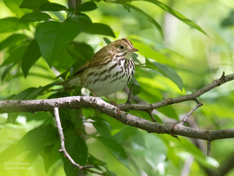 ovenbird 1 cp 1024 ws