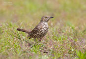 sage thrasher 2 jc 1024 ws