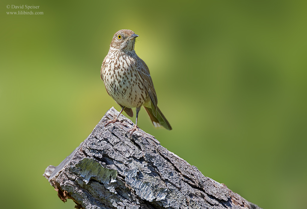 sage thrasher 1b jb 1024 ws