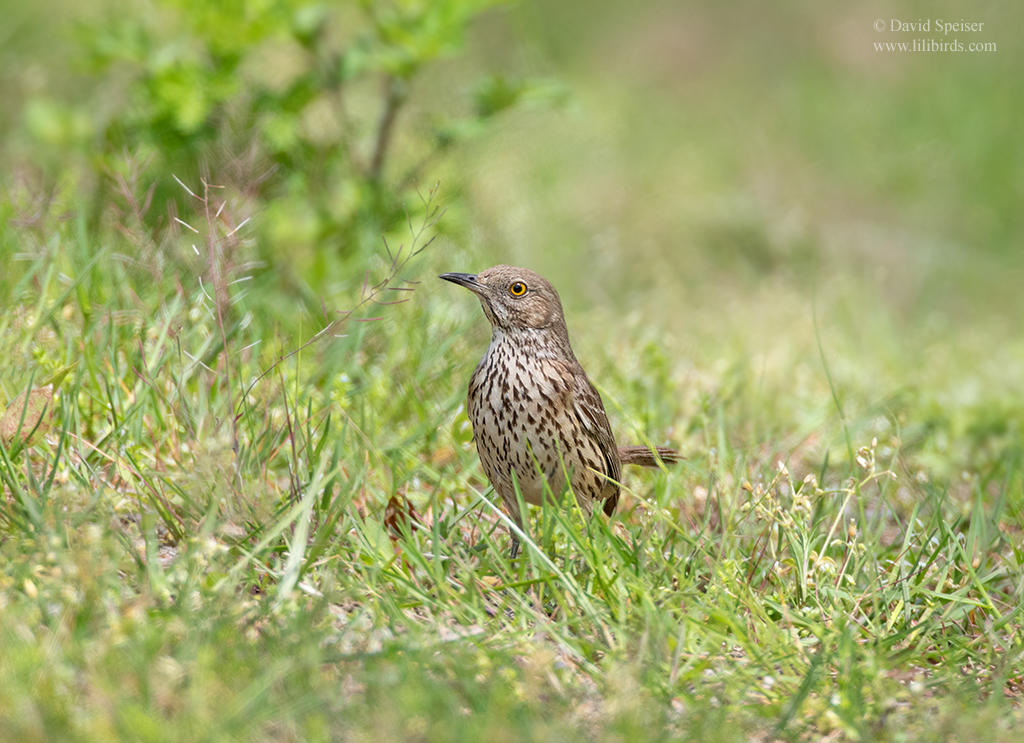 sage thrasher 4a jb 1024 ws