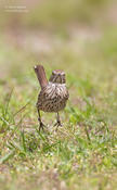 sage thrasher 3 jb 1024 ws