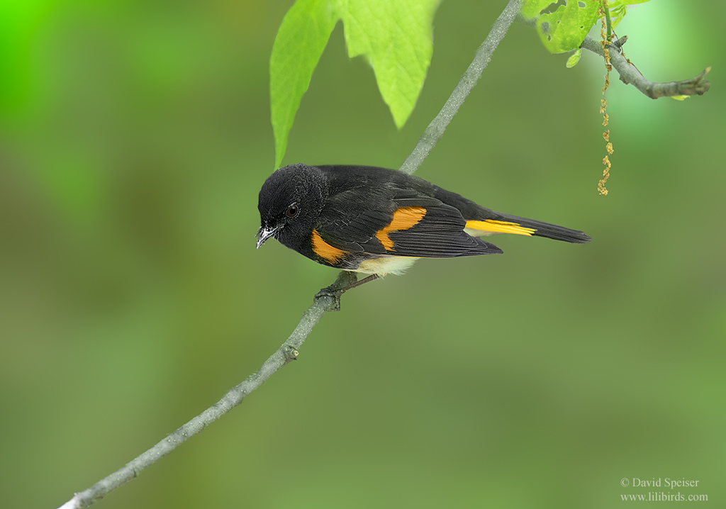 american redstart 1 cp 1024 ws