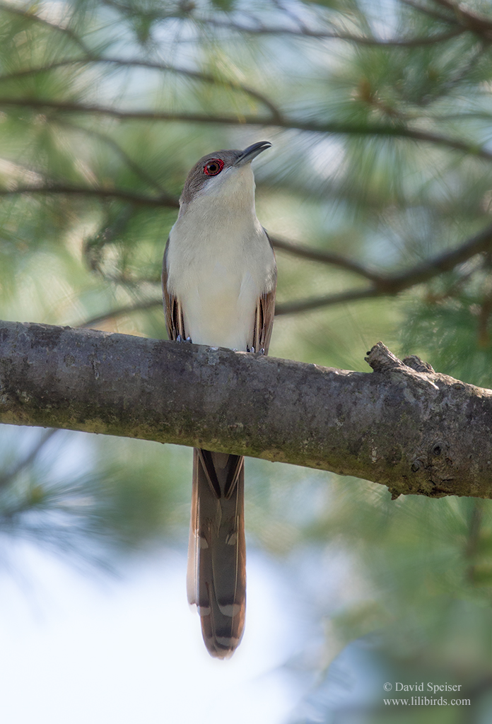 black billed cuckoo 2a sf 1024 ws