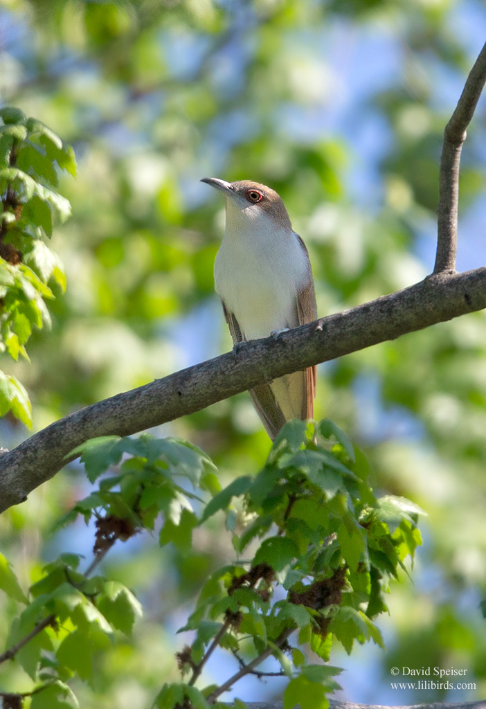 black billed cuckoo 3 1024 ws