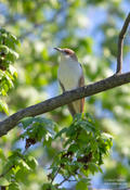 black billed cuckoo 3 1024 ws