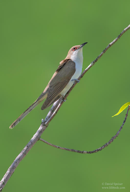 black billed cuckoo 4b 1024 ws