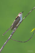 black billed cuckoo 4b 1024 ws