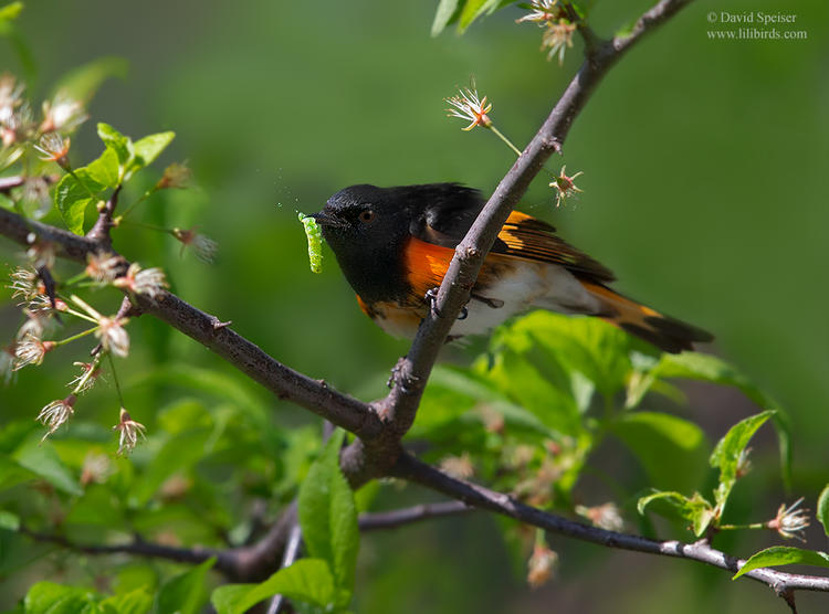 american redstart 1b ws 1024